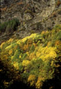 <center>Vallée de Cogne. automne,alpes,mélèzes 